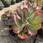 Kalanchoe miskovité (Kalanchoe Thyrsiflora) - výška 10-20 cm, ⌀ 20-30 cm, kont. C5L